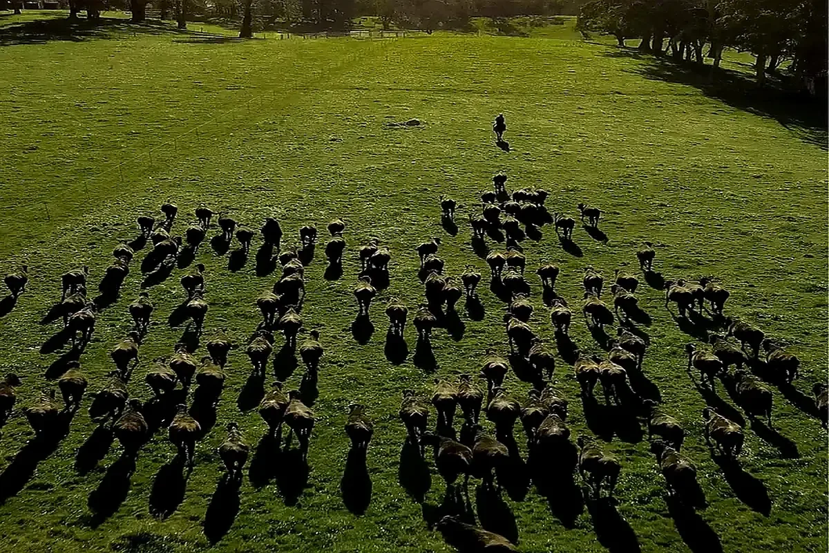 Australian cattle on pasture