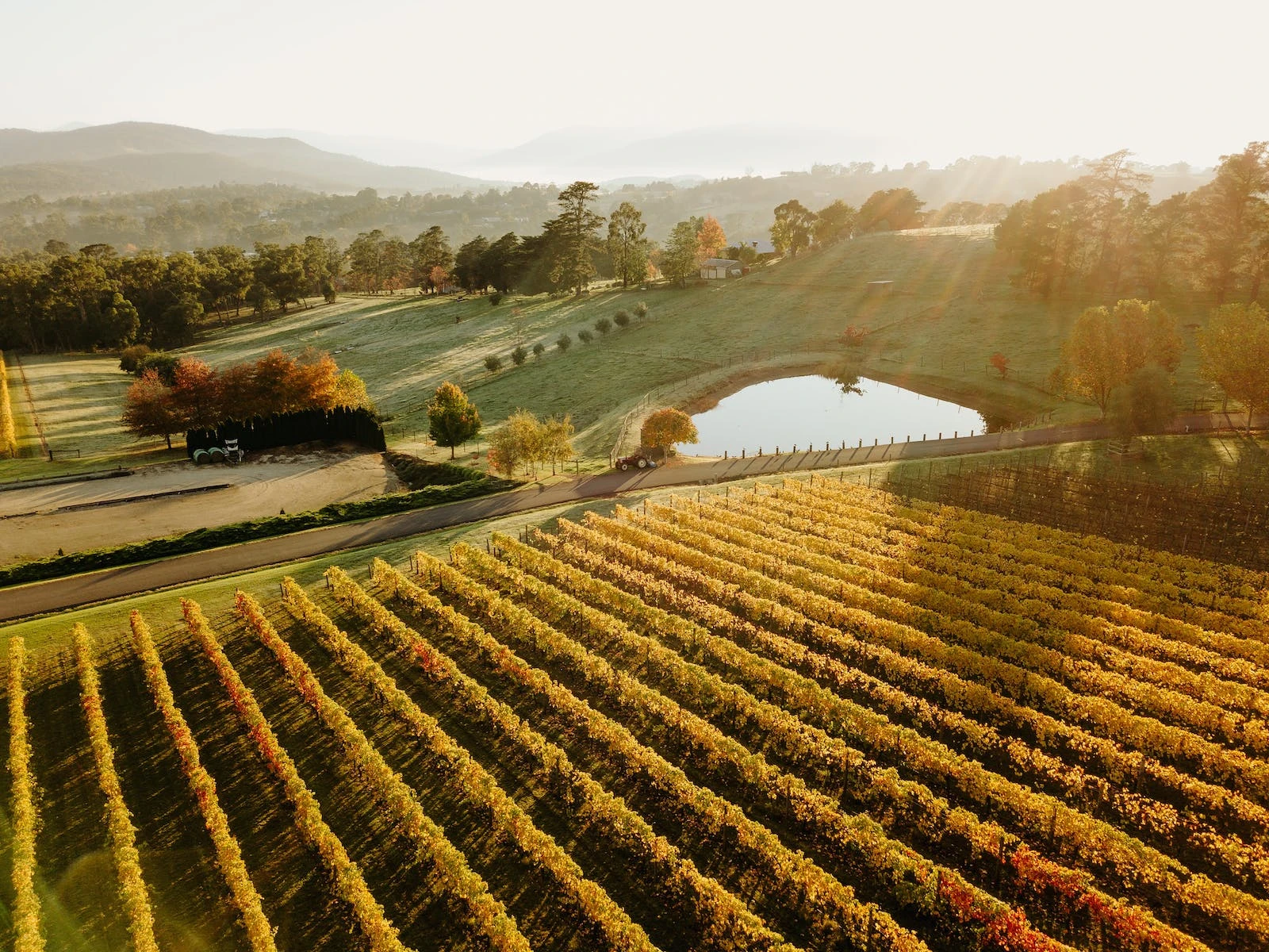 Aerial view of an Australian vineyard at sunset