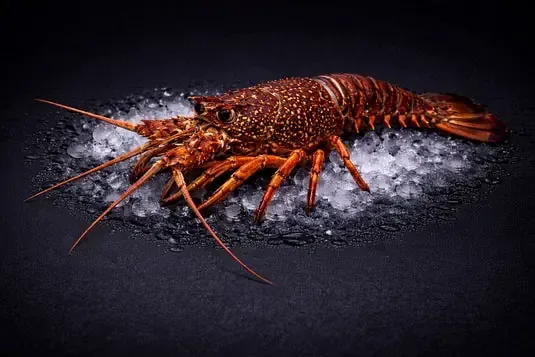 Eastern Rock Lobster
