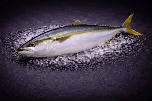 Kingfish sashimi grade