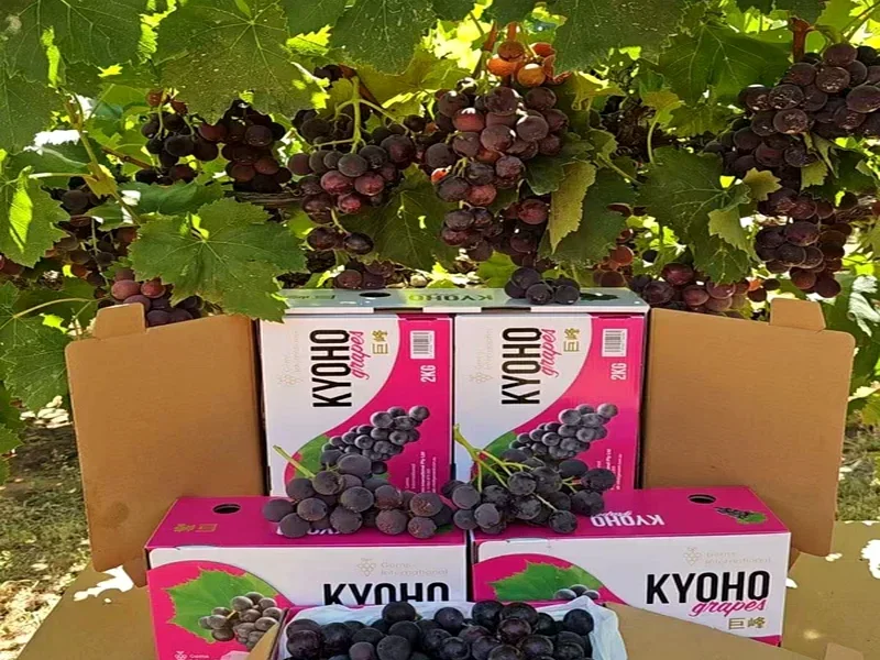 Kyoho Red Grapes