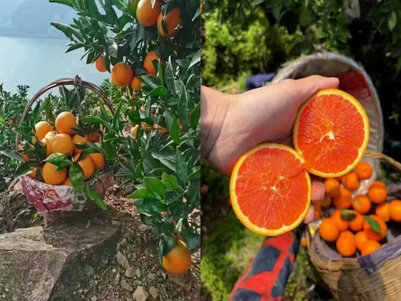 Australian Naval Oranges