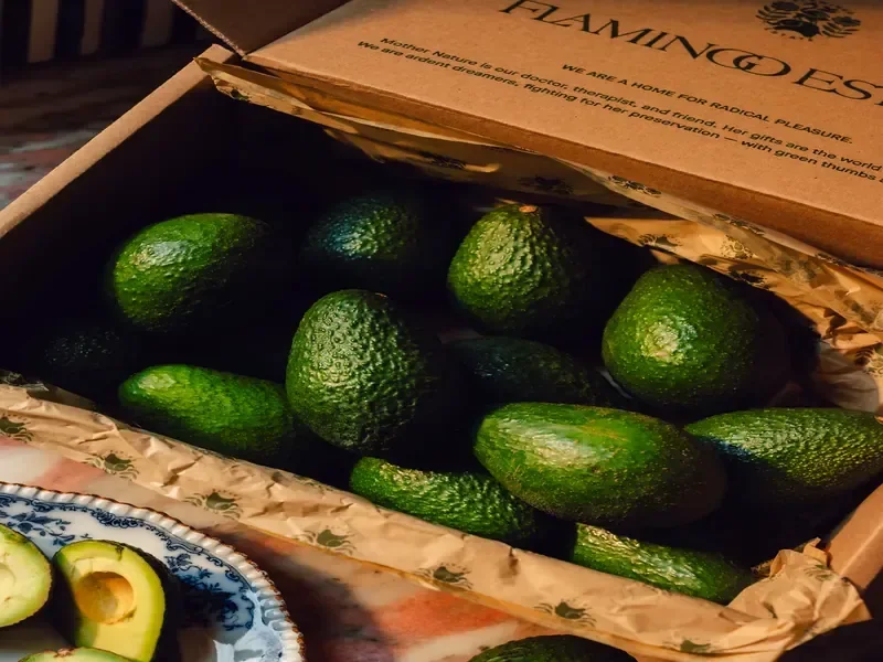 WA Avocados export grade